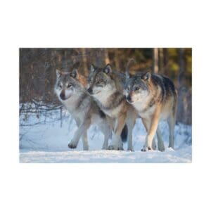 Three wolves walking on snowy ground.