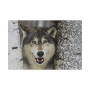 Wolf peeking between two birch trees.