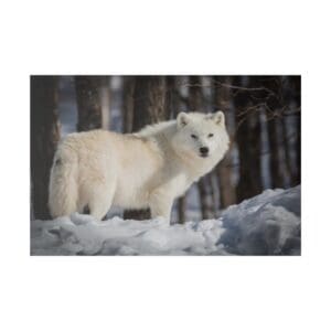White wolf standing in snowy forest.
