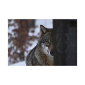 Wolf peeking from behind a tree.