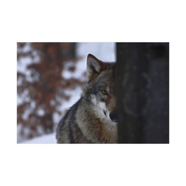 10312 - Wolf Spy - Canvas, Stretched Ready to Hang.
