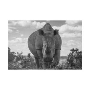 10105 - Rhino Up Close - Canvas, Stretched Ready to Hang.