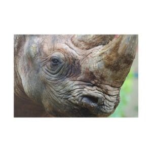 Close-up of a rhinoceros's face.
