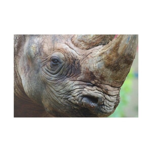 10106 - Rhino Profile - Canvas, Stretched Ready to Hang.