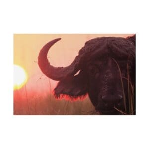 Buffalo at sunset in grassy field.