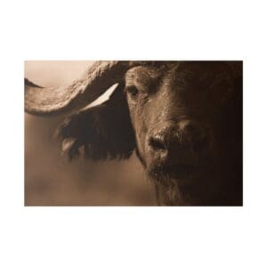 Close-up of a buffalo in sepia tone.