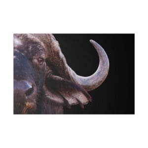 Buffalo close-up with large curved horn.