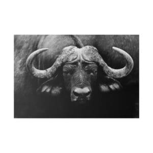 10257 - African Buffalo BW III - Canvas, Stretched Ready to Hang.
