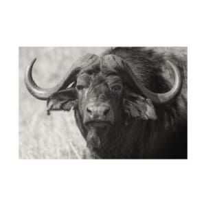 Buffalo with curved horns in black and white.