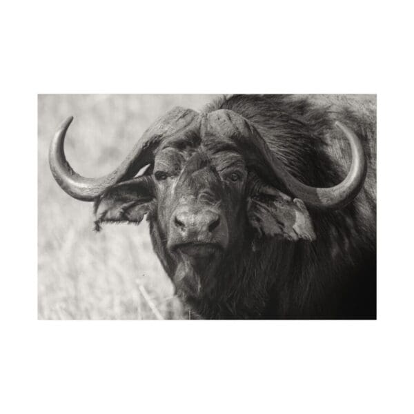 10274 - African Buffalo Profile IV - Canvas, Stretched Ready to Hang.
