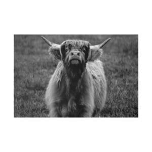 Highland cow standing in grassy field.