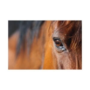 Close-up of a brown horse's eye.