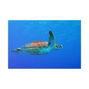 Sea turtle swimming in clear blue water.