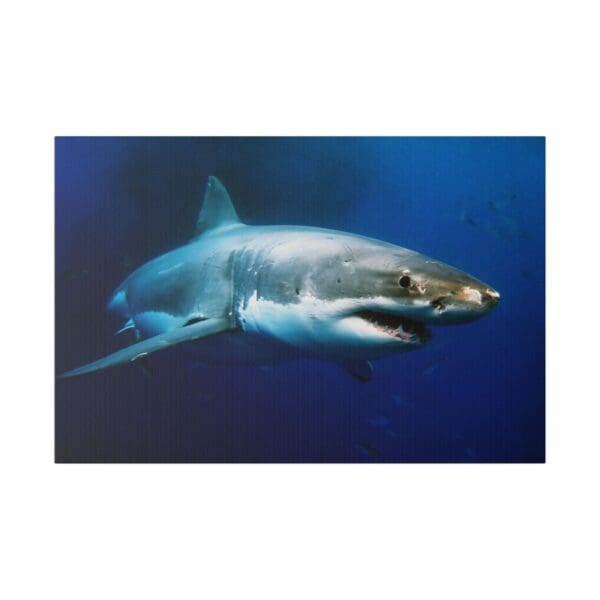 10204 - Great White Profile - Canvas, Stretched Ready to Hang. - Image 5
