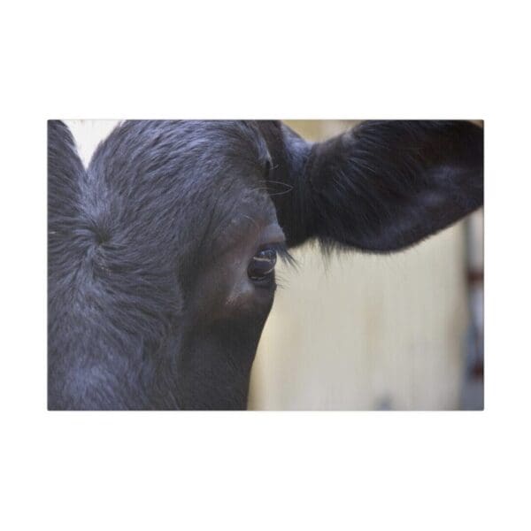 10002 - Cattle Eye - Canvas, Stretched Ready to Hang. - Image 4