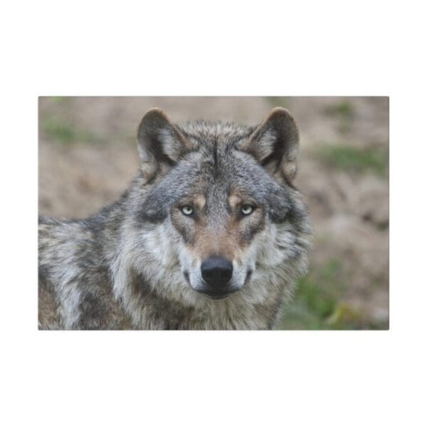 10319 - Wolf Eyes II - Canvas, Stretched Ready to Hang. - Image 4