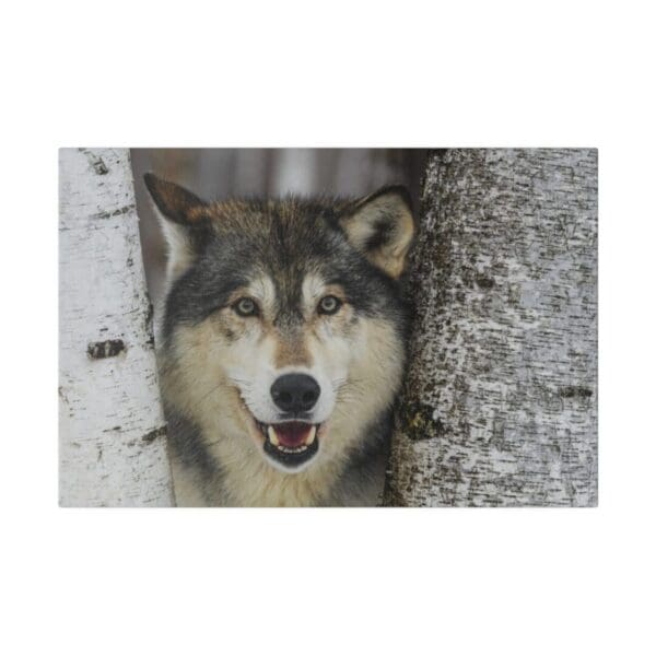 10316 - Wolf Watching - Canvas, Stretched Ready to Hang. - Image 4