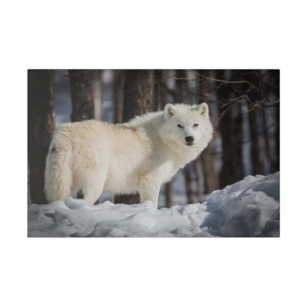 10315 - White Wolf In Snow - Canvas, Stretched Ready to Hang. - Image 4