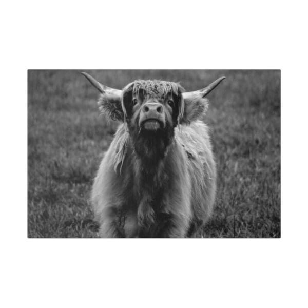 10015 - Scottish Highland Heads Up - Canvas, Stretched Ready to Hang. - Image 4
