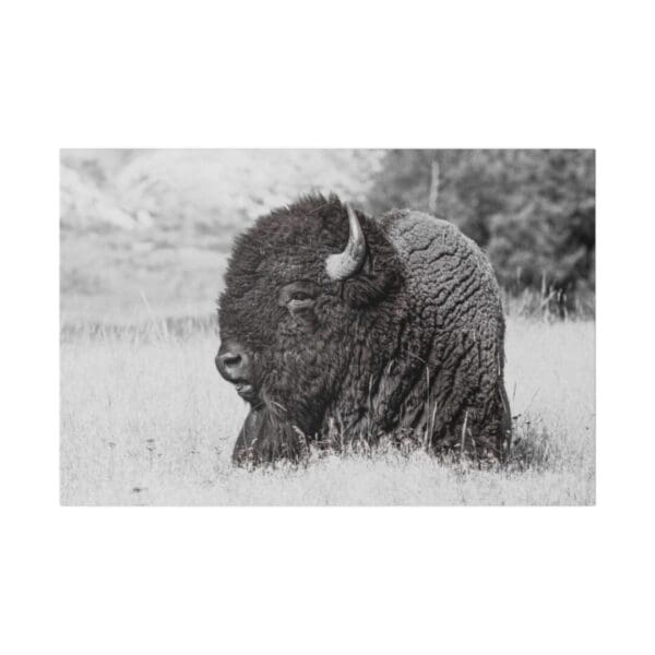 10258 - Buffalo Bison BW - Canvas, Stretched Ready to Hang. - Image 5