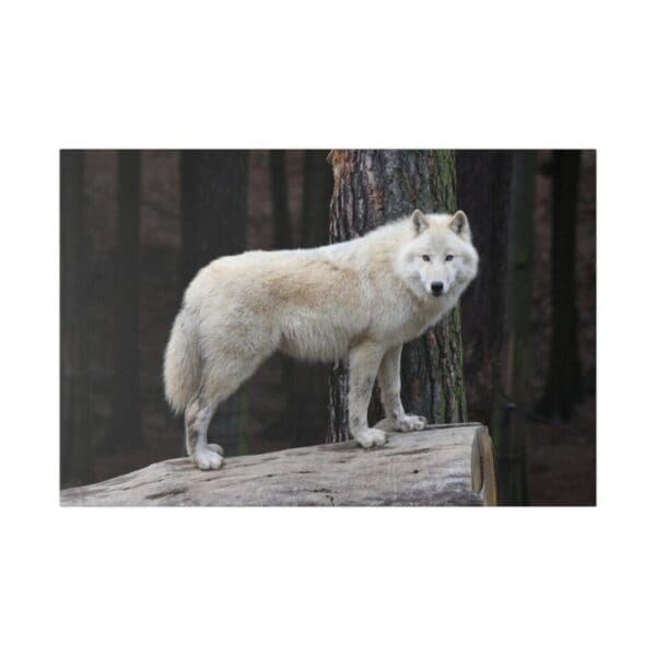 10321 - White Wolf - Canvas, Stretched Ready to Hang. - Image 5