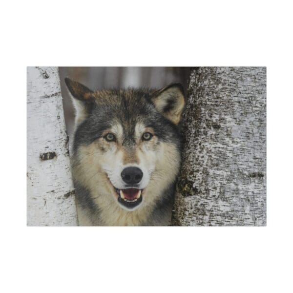 10316 - Wolf Watching - Canvas, Stretched Ready to Hang. - Image 5