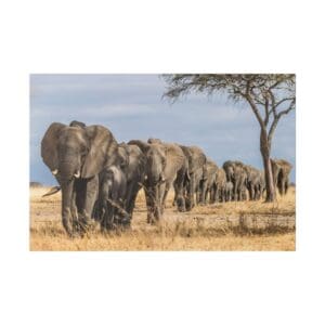 Elephants walking in line near a tree.