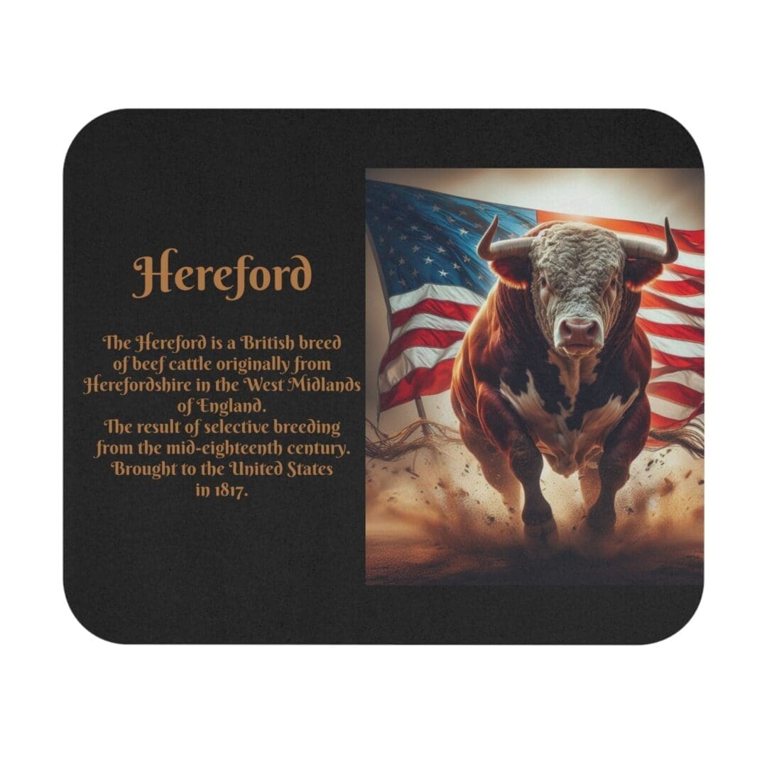 Hereford bull running with American flag.