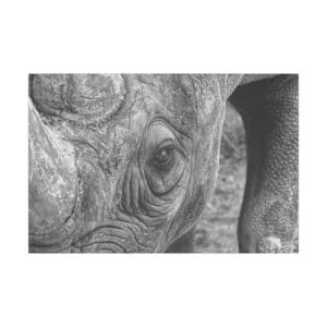 Close-up of a rhinoceros's eye, monochrome.