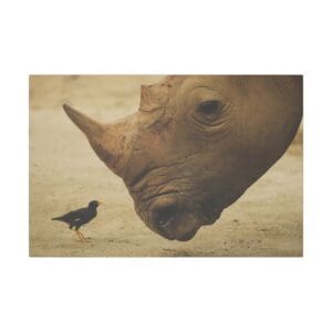 Rhino and bird face-to-face interaction.
