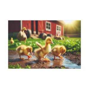 Ducklings playing in water near red barn.
