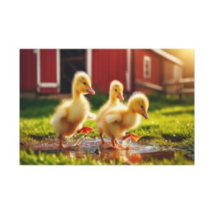 Ducklings walking in a puddle near barn.